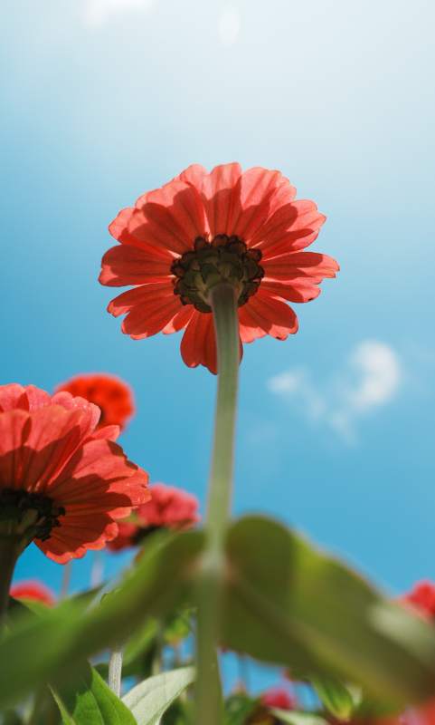 蓝天下的红色百日菊图片