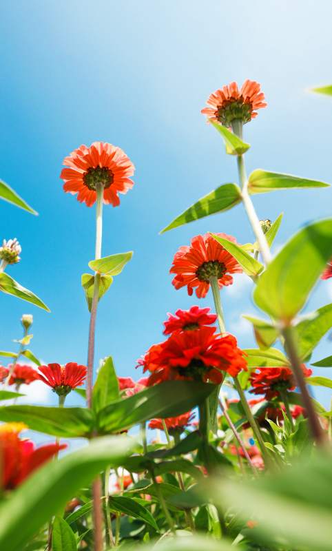 蓝天下的红色百日菊图片