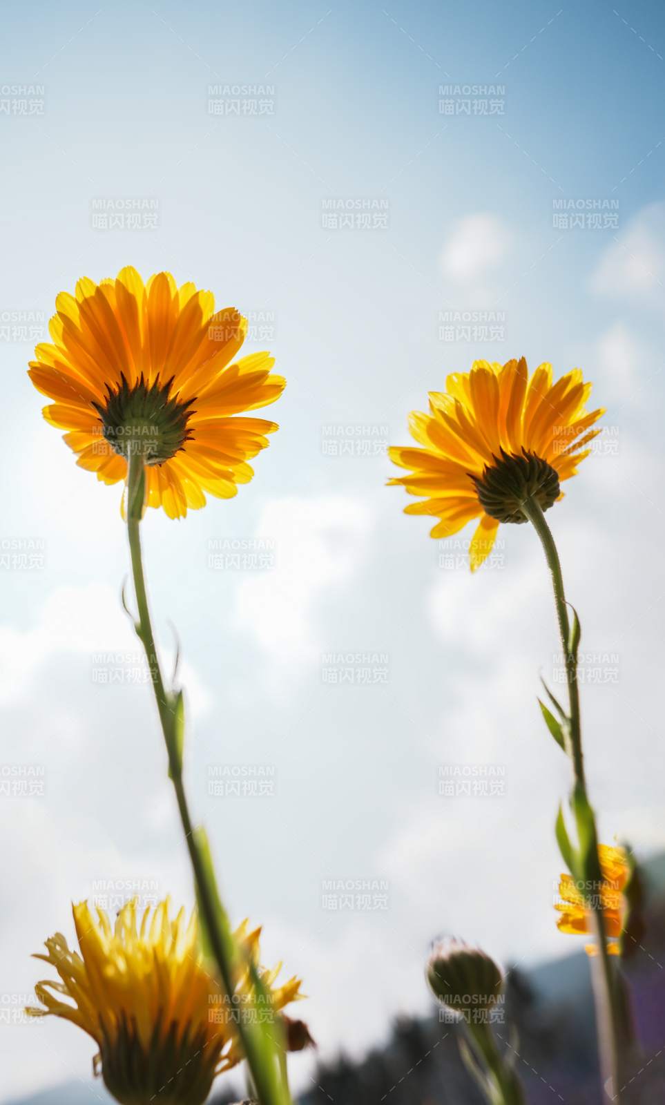 阳光下的金盏花图片