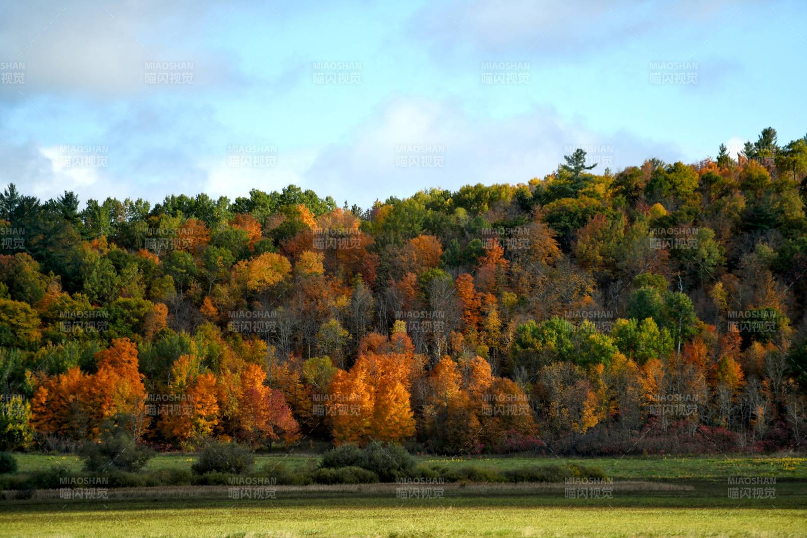 加拿大秋日森林的色彩盛宴图片