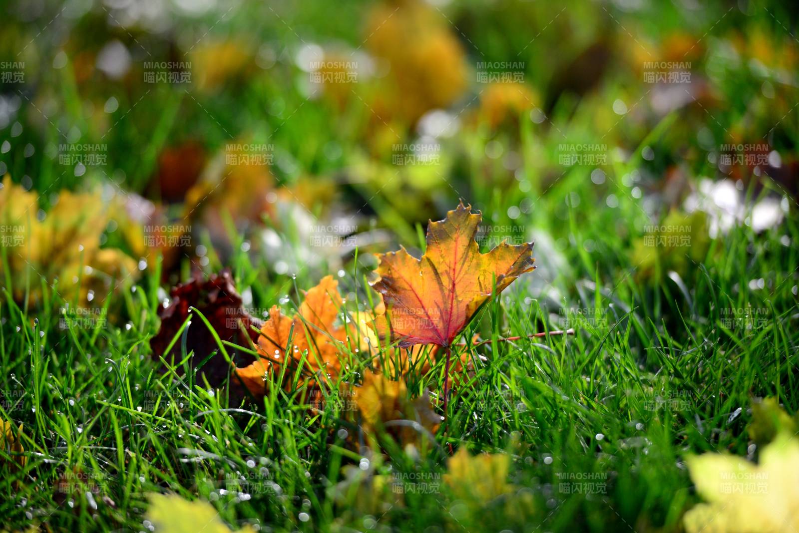 秋叶点缀绿草地图片