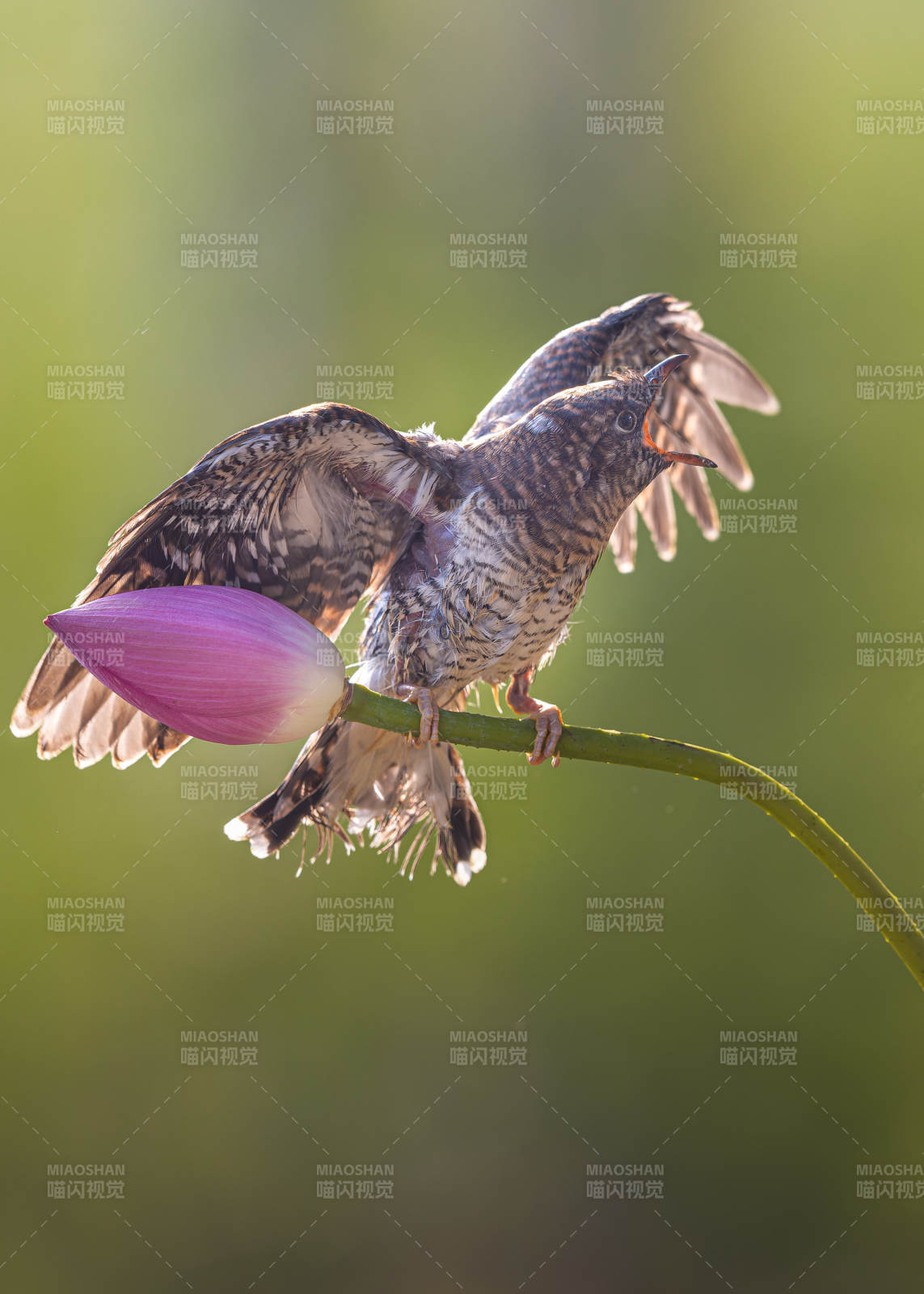 鸟儿栖息莲花上展翅图片