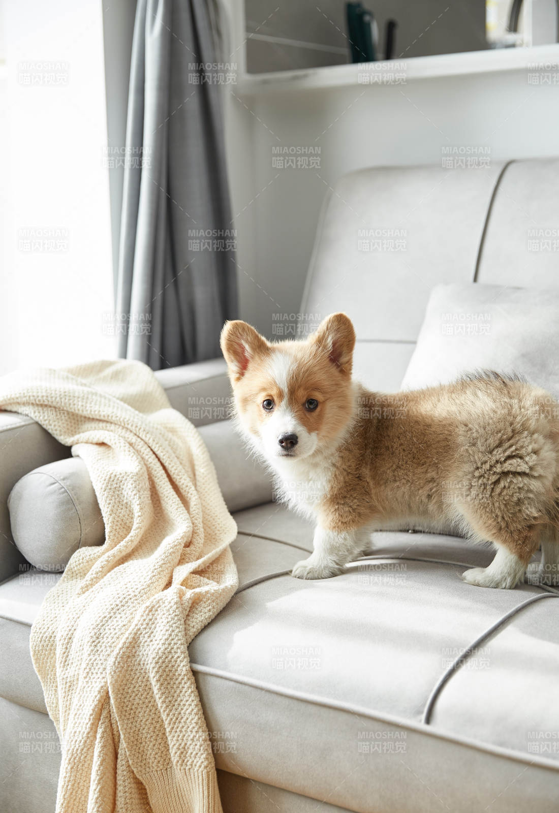 温馨客厅里的小柯基图片