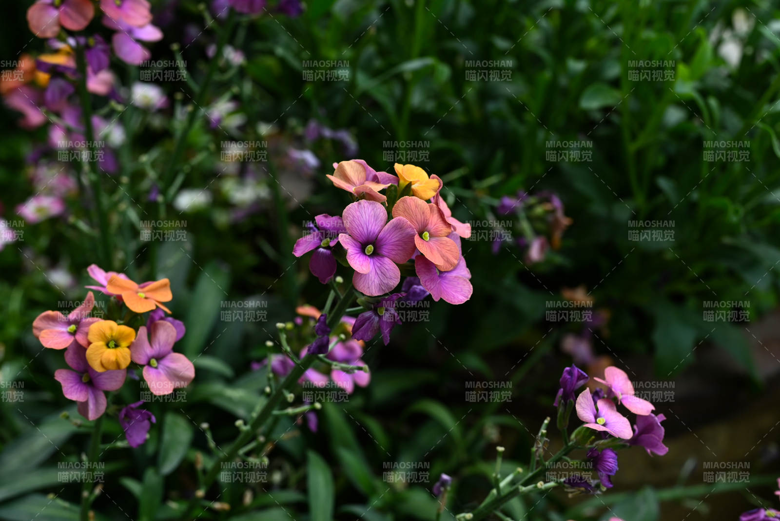 多彩花卉 生机盎然图片