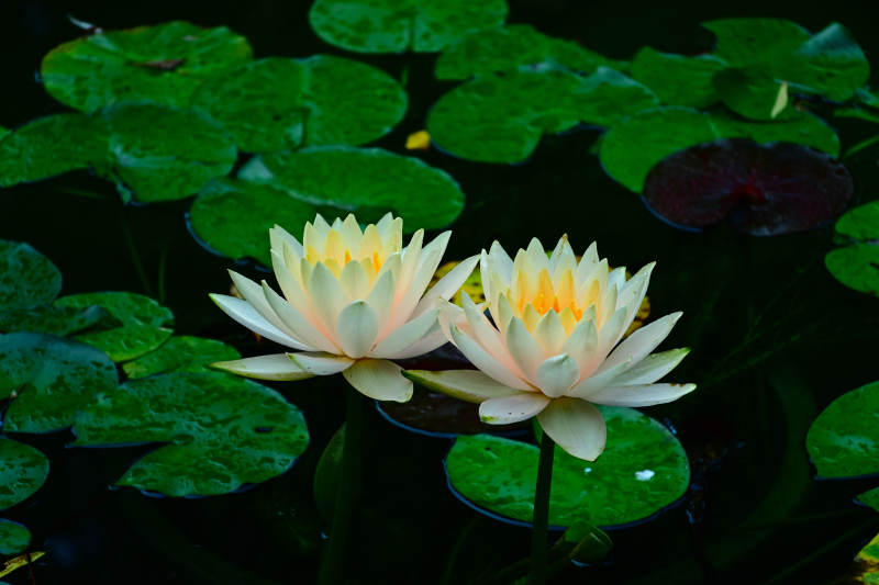 池塘中的两朵莲花图片