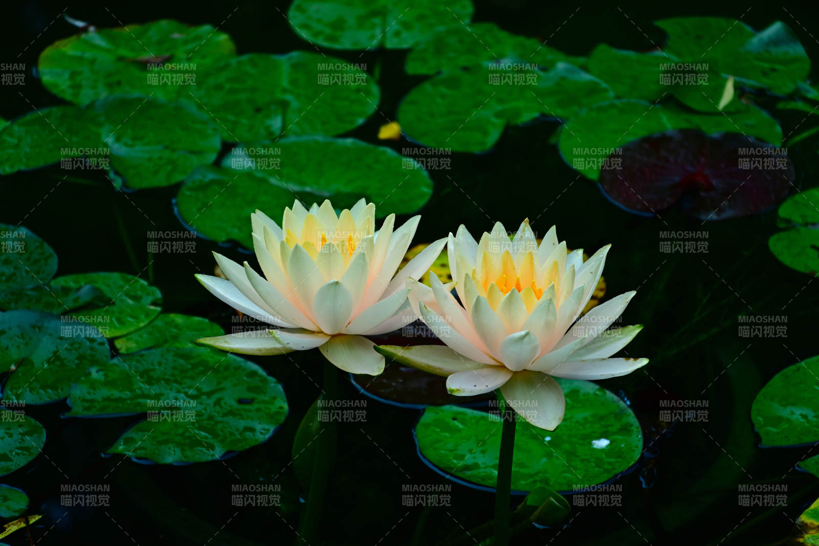 池塘中的两朵莲花图片