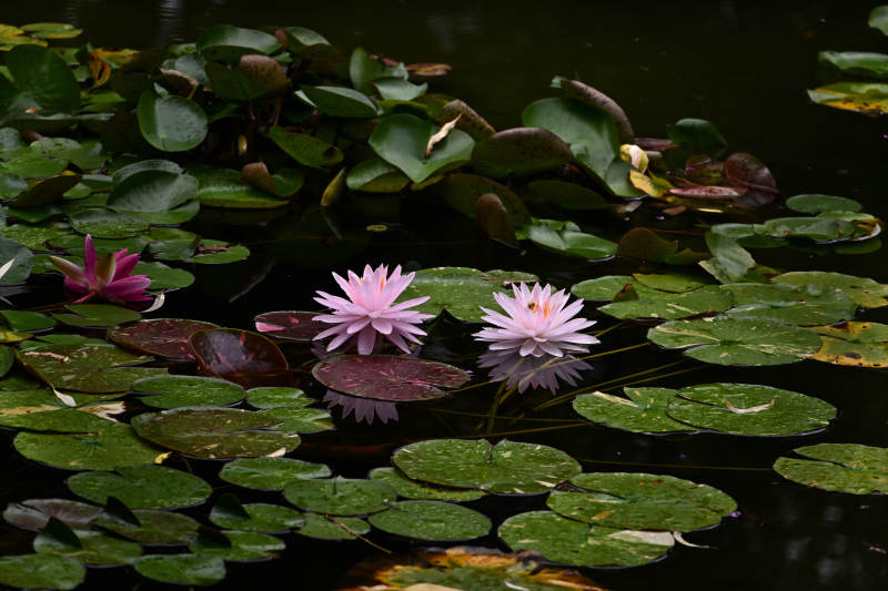 池塘中的睡莲与荷叶图片