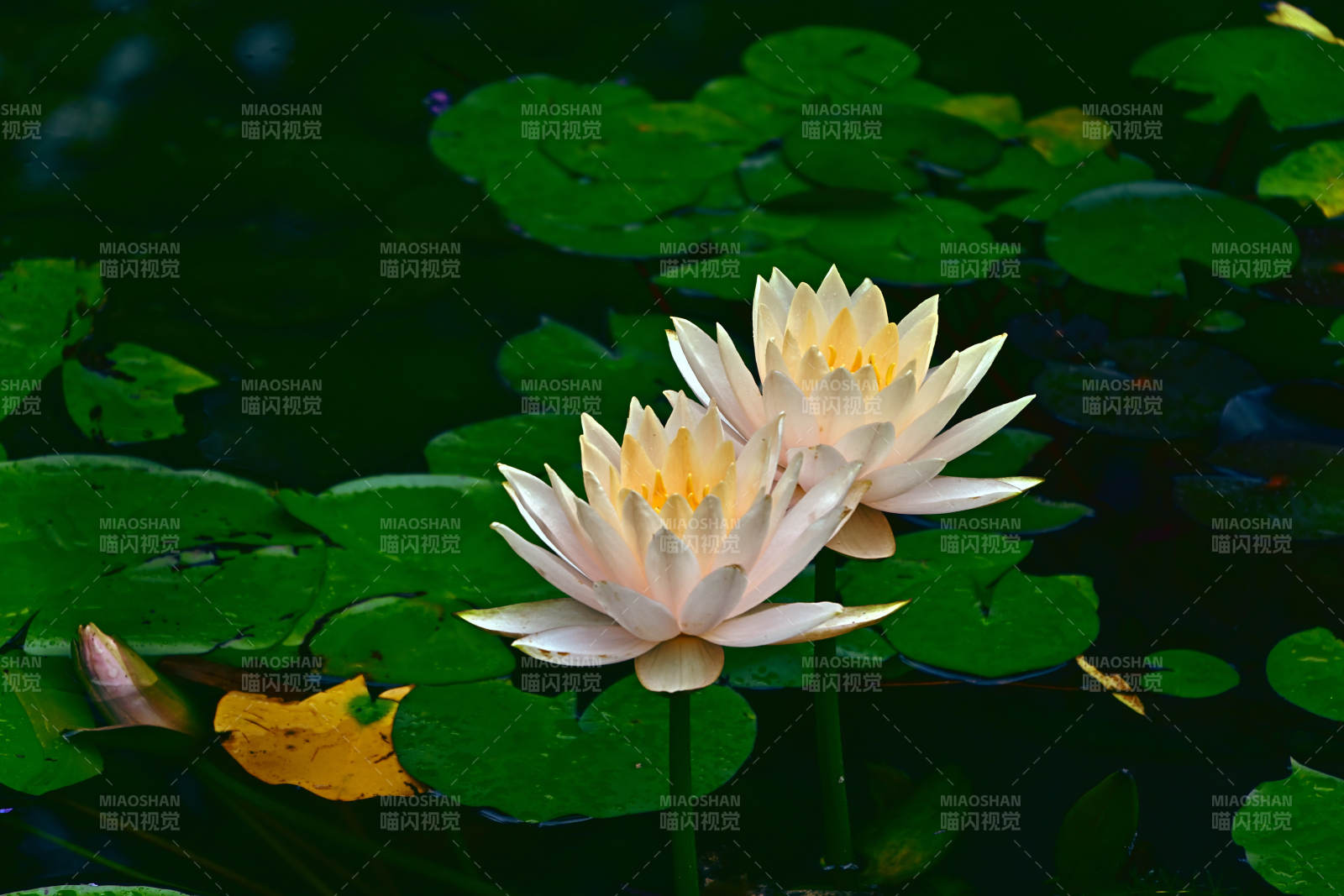 池中双莲静谧美图片