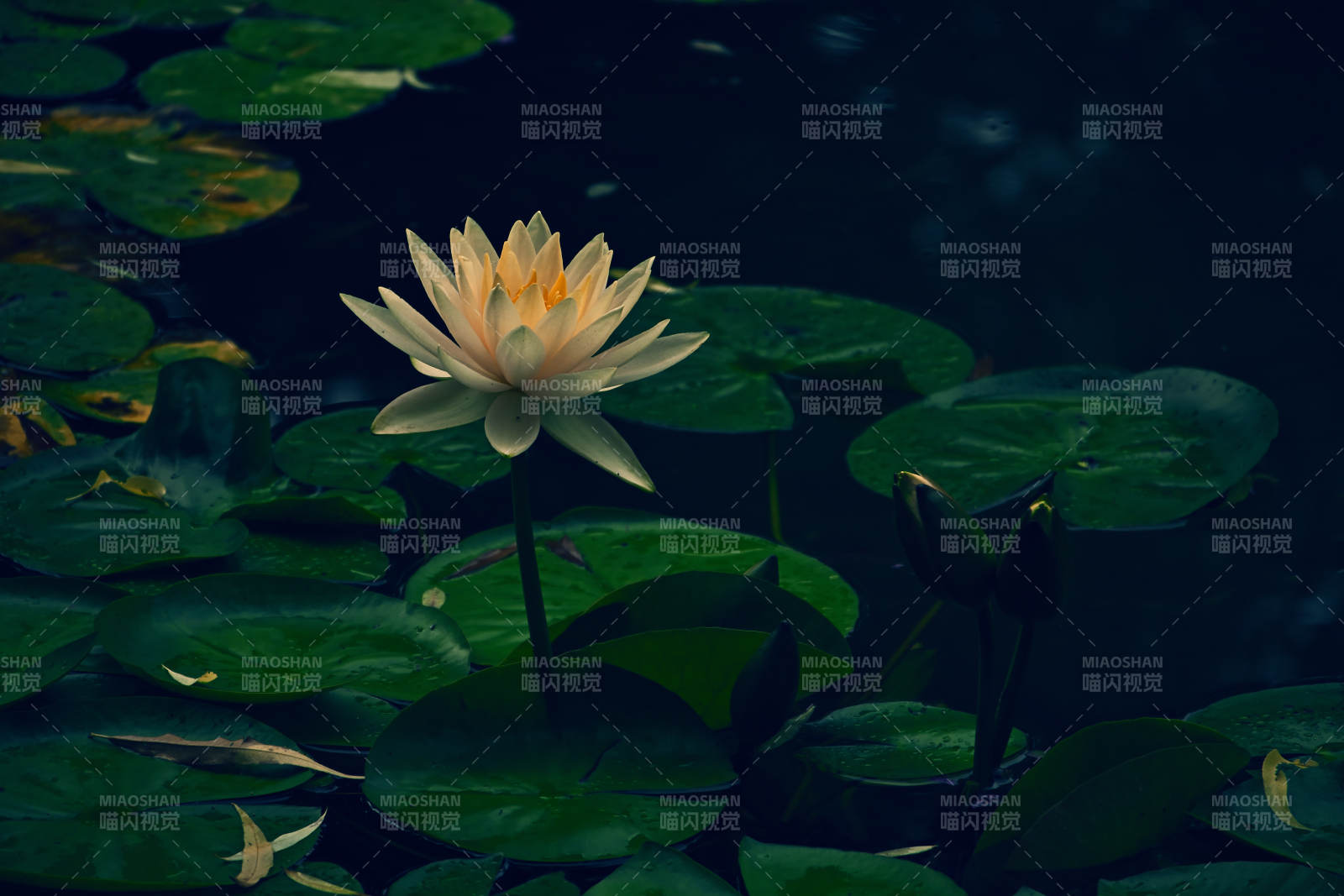 池塘中的莲花盛开图片