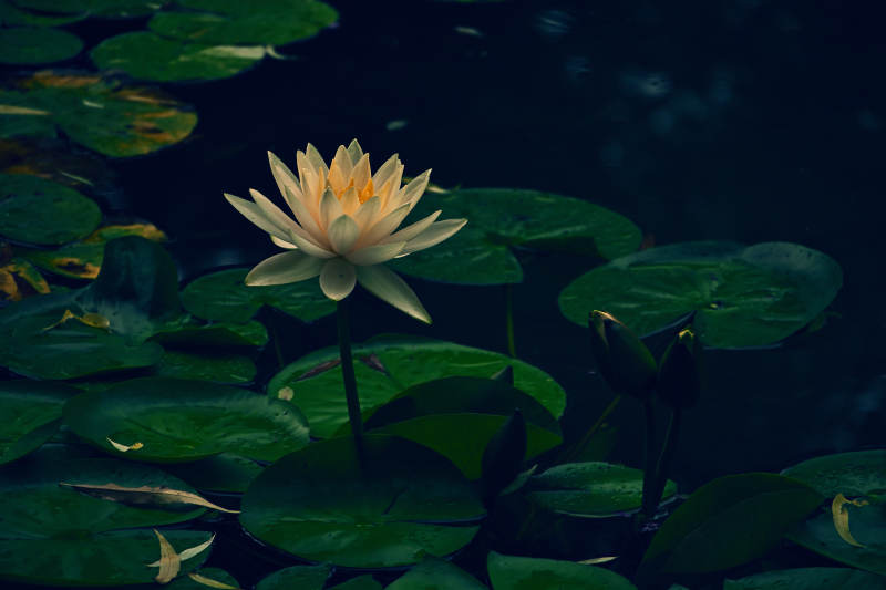 池塘中的莲花盛开图片