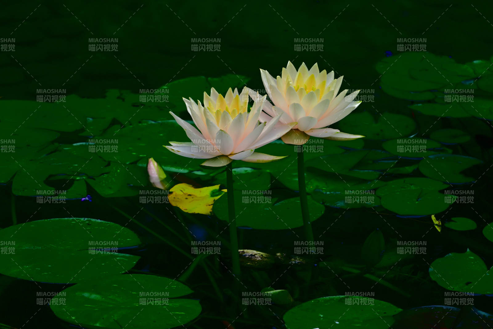 池中莲花静谧绽放图片