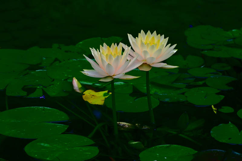 池中莲花静谧绽放图片