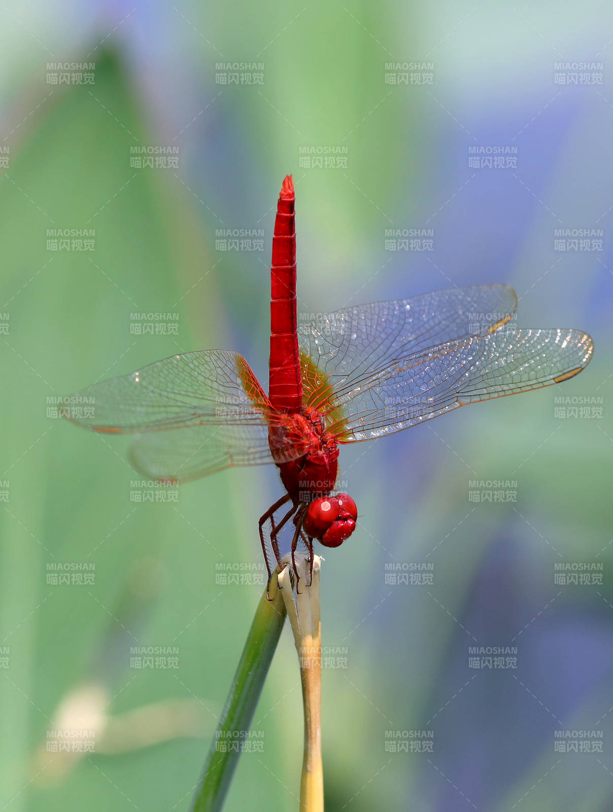 红蜻蜓栖息绿茎上图片
