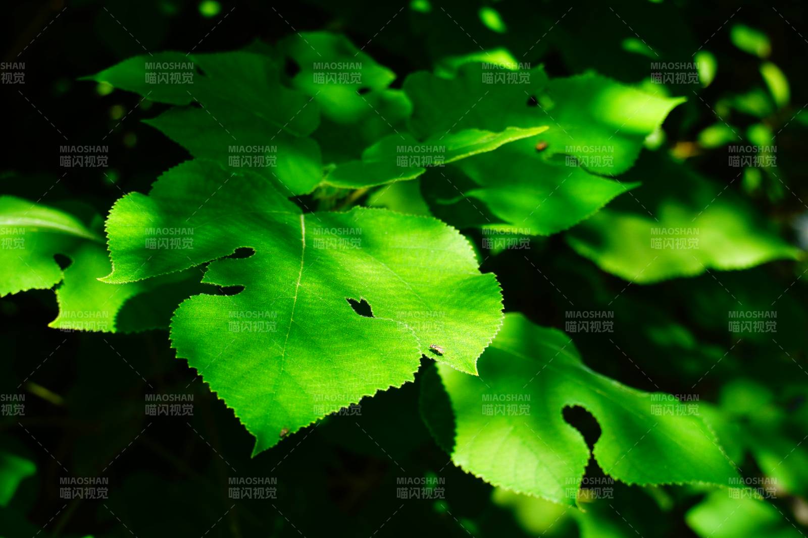 绿叶光影 自然之美图片