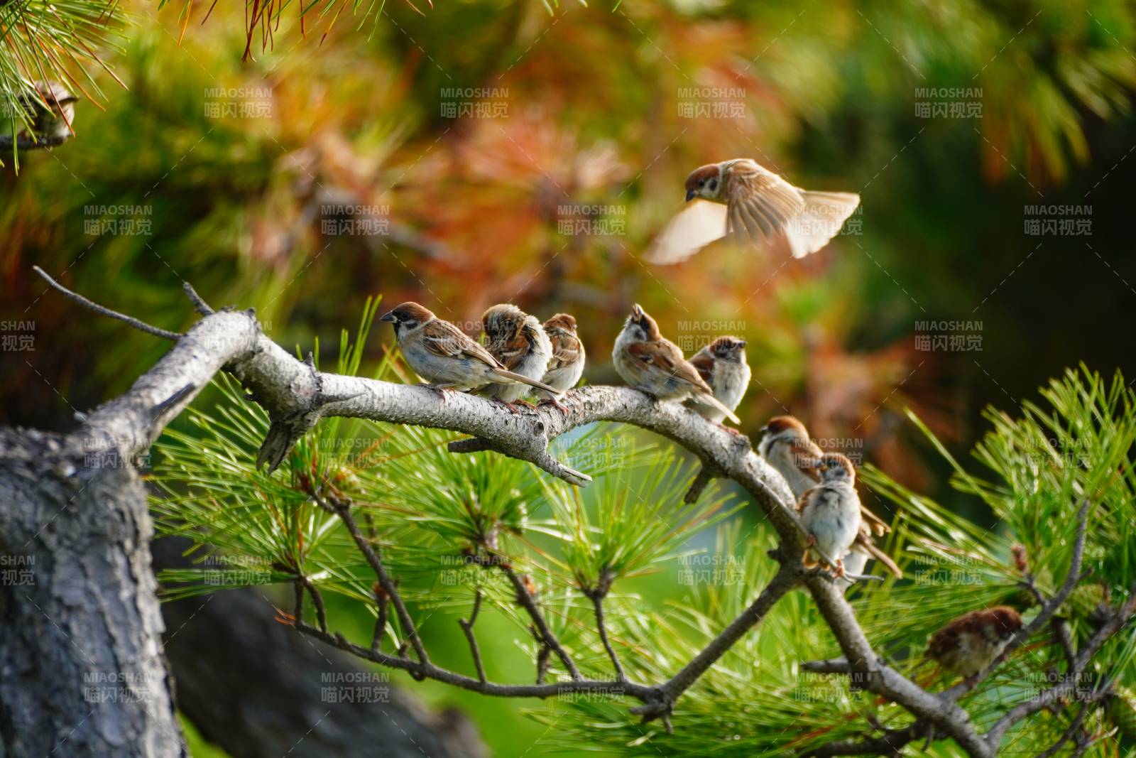 松枝上的小鸟群图片
