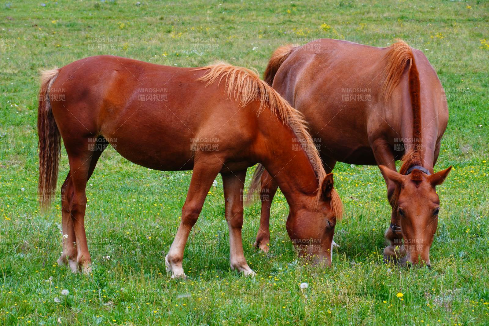 两匹马在草地上吃草图片