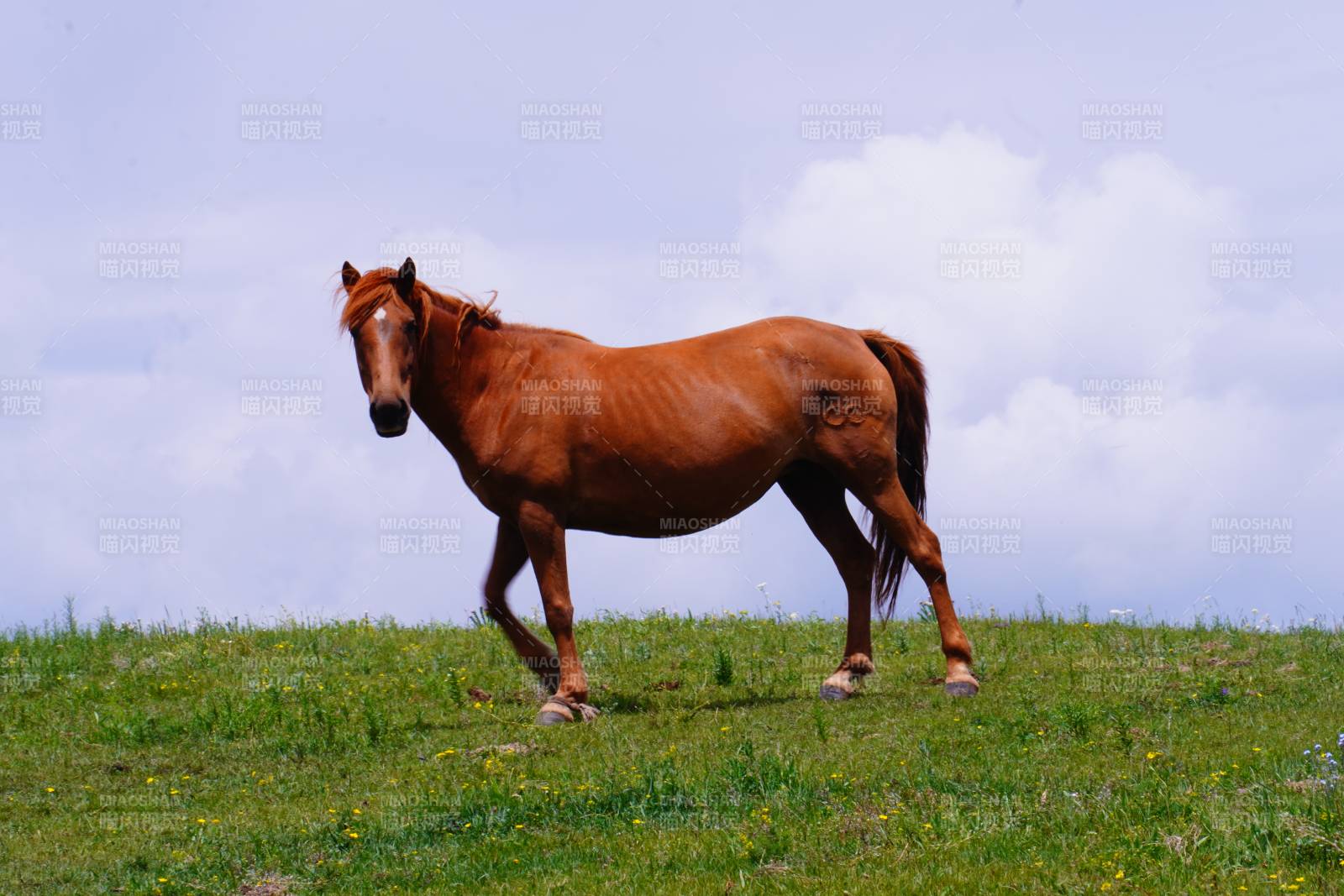草原上的骏马奔跑图片