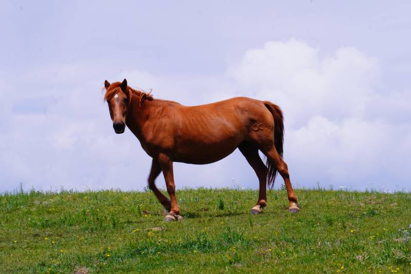 草原上的骏马奔跑图片