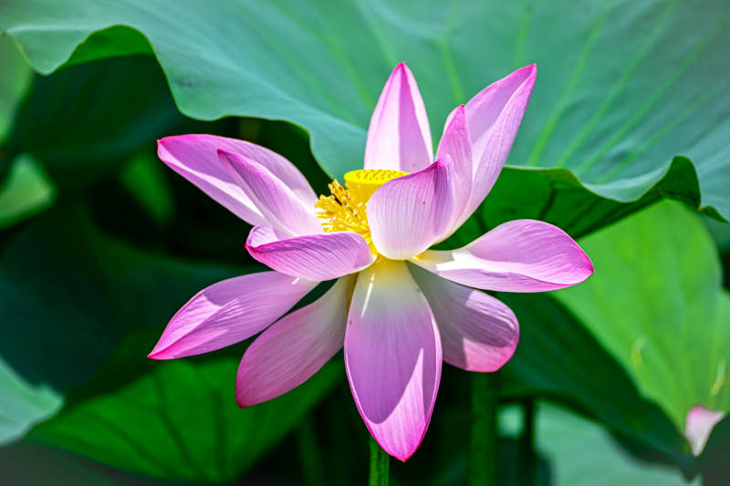 粉色莲花绽放于绿叶间图片