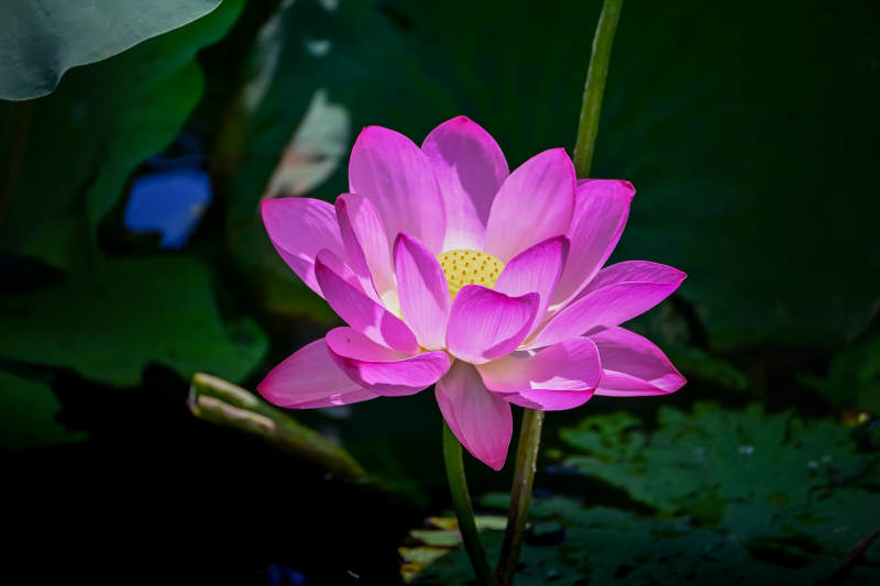 粉嫩莲花静谧绽放图片