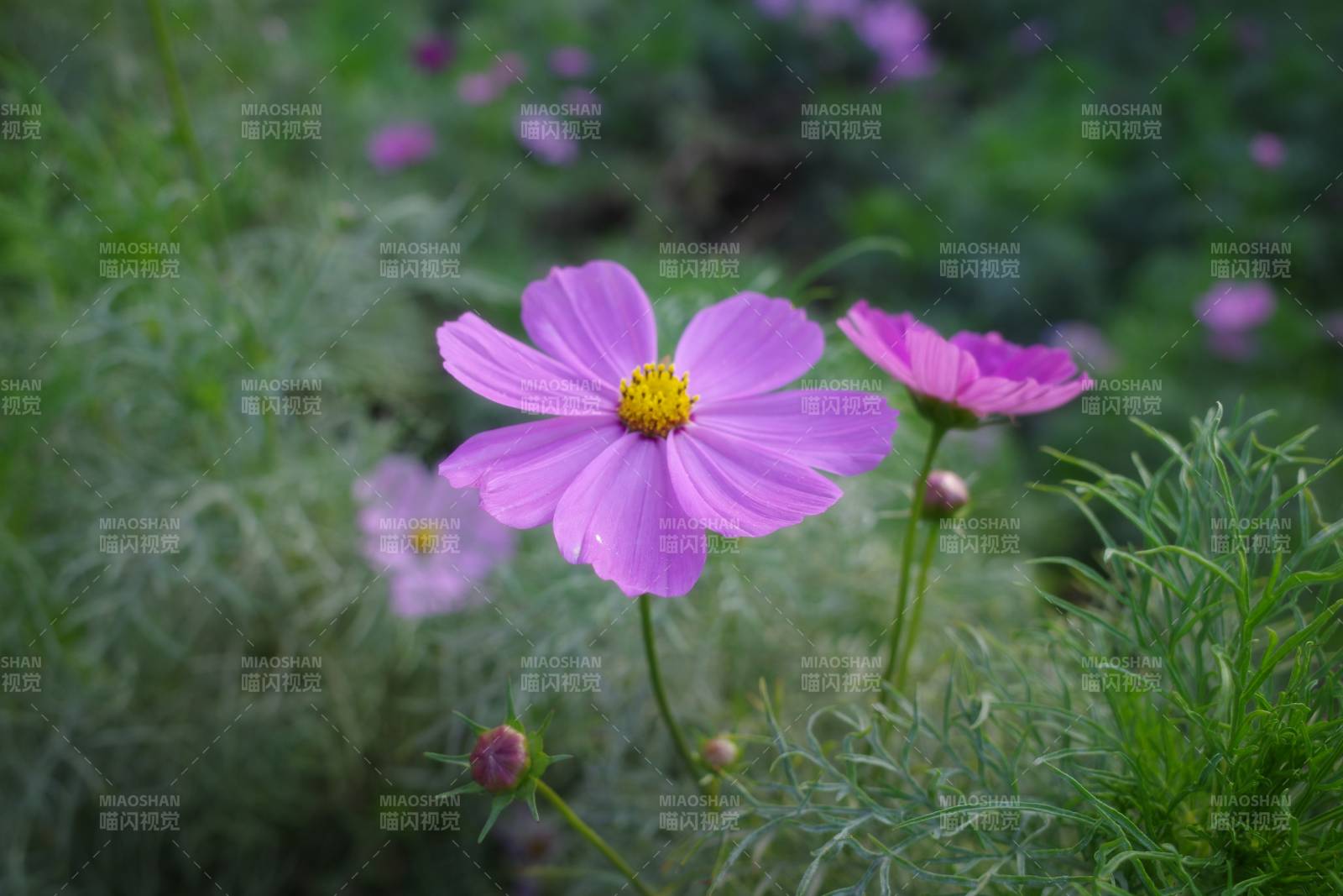 粉色花朵在绿叶中绽放图片