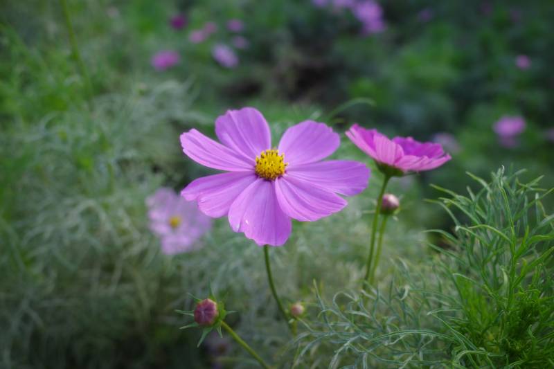 粉色花朵在绿叶中绽放图片