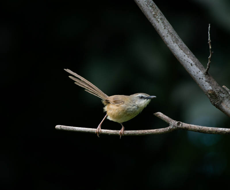 枝头褐胁雀鹛静栖图图片