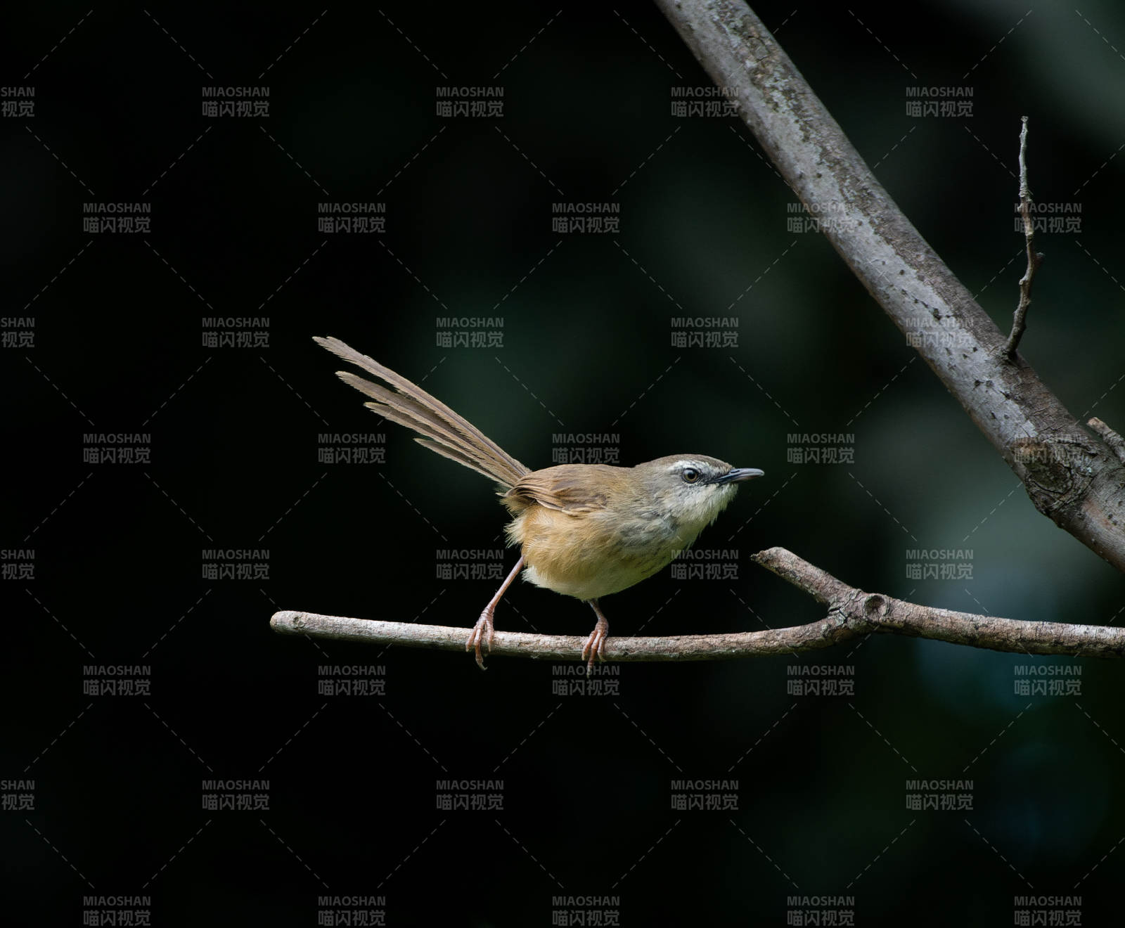 枝头褐胁雀鹛静栖图图片