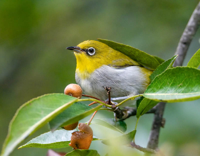 绿背绣眼鸟栖息枝头图片
