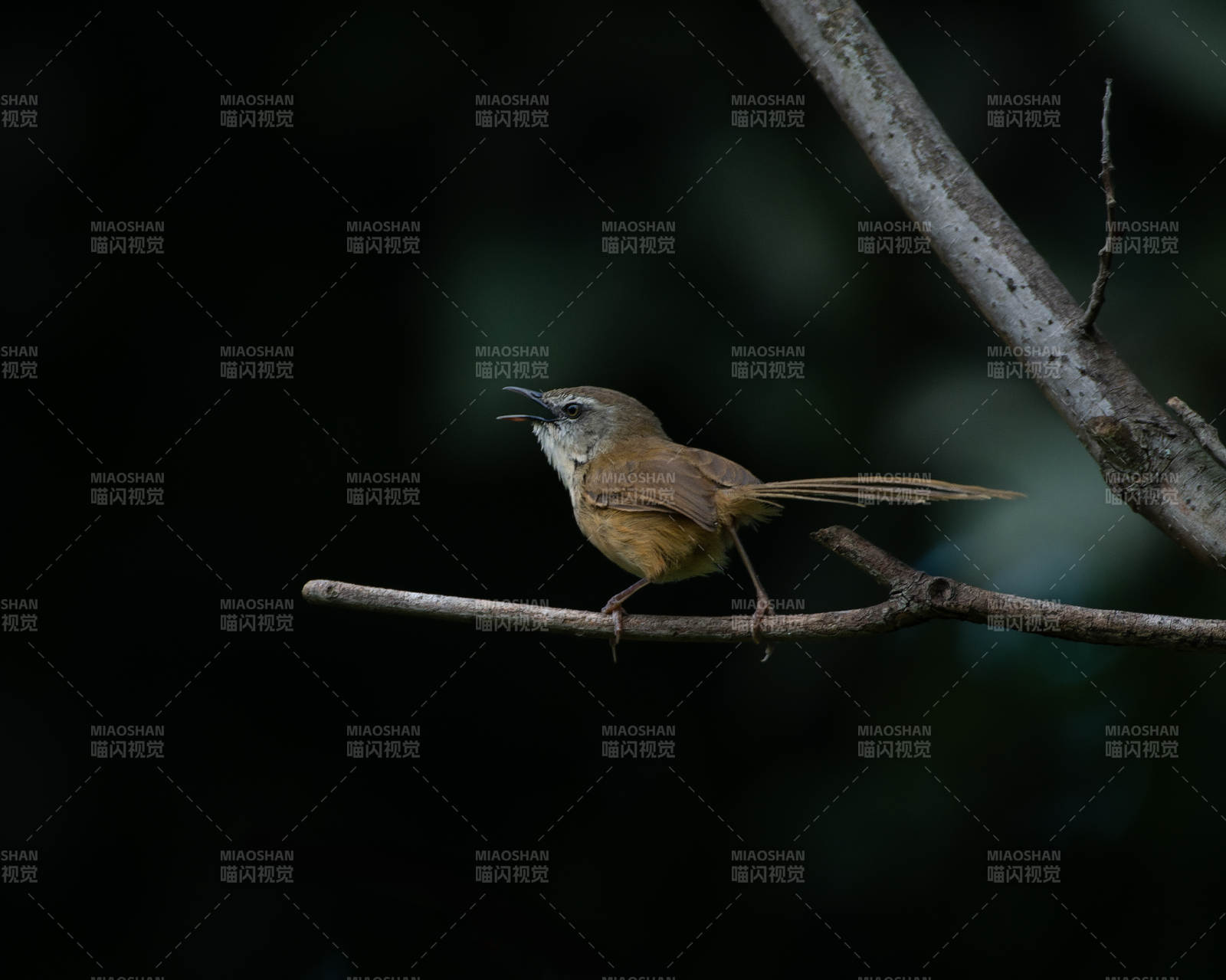 枝头褐胁雀鹛鸣唱图片