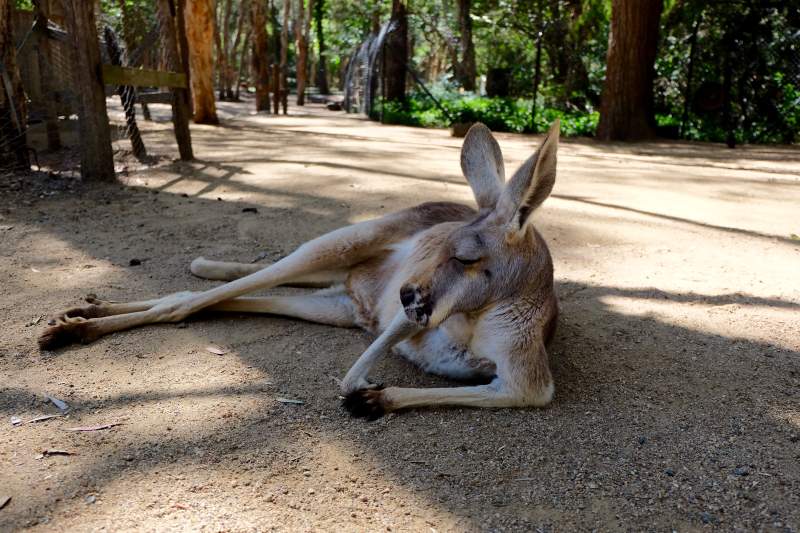 树荫下的袋鼠小憩图片