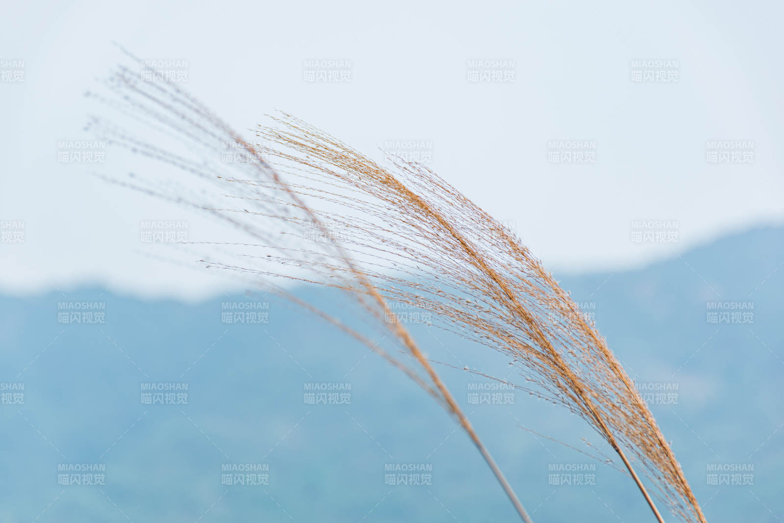 秋风中的芦苇花图片