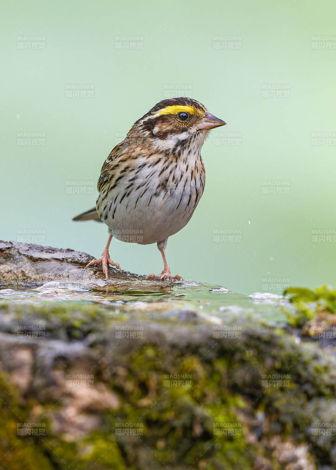 黄眉鹀在水边栖息图片