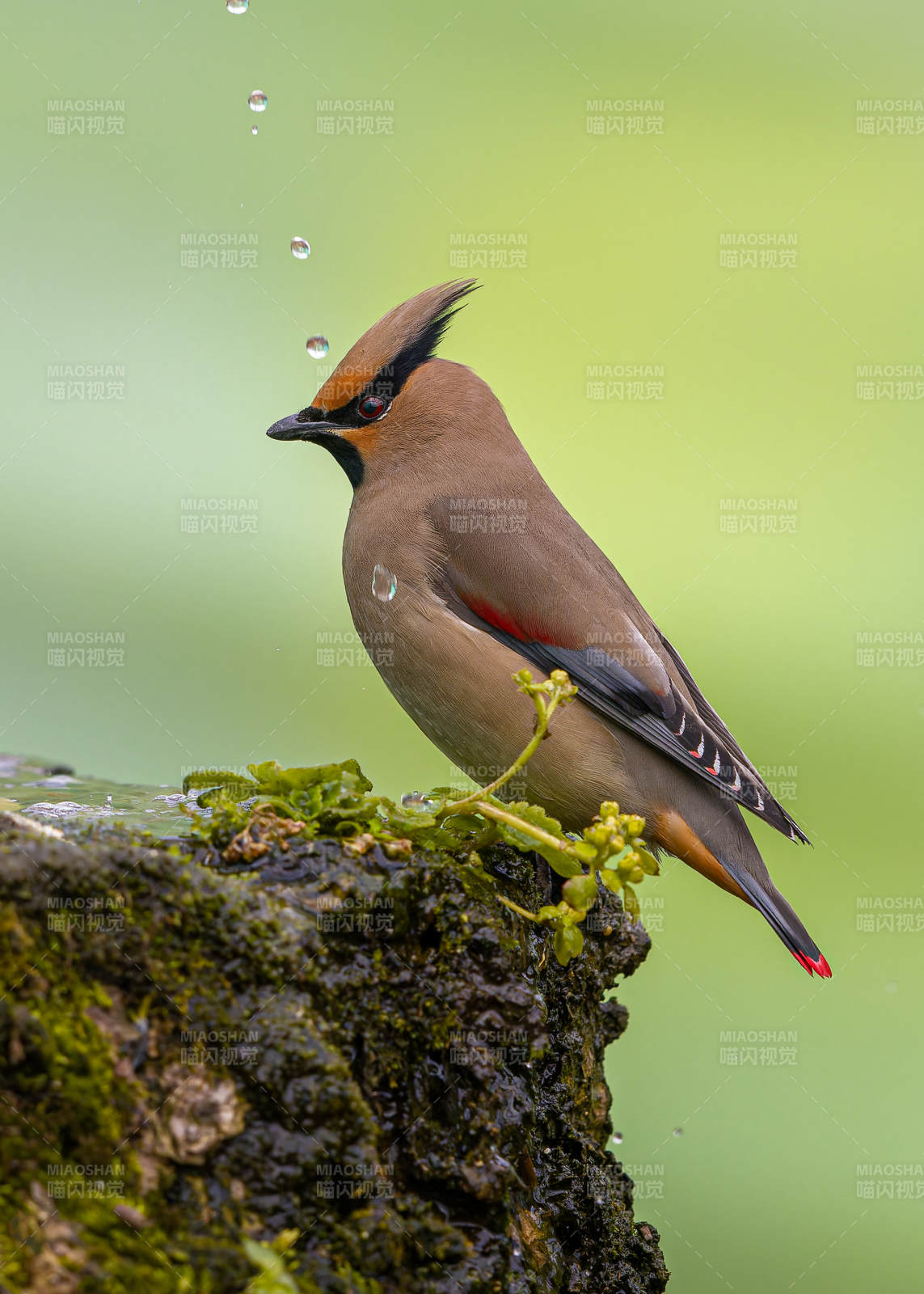 雨中太平鸟静栖枝头图片