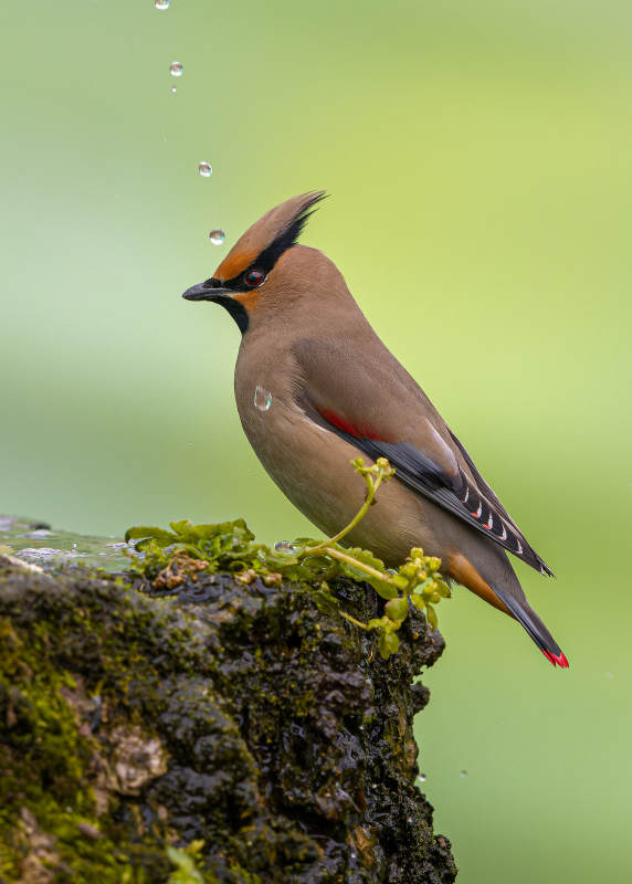 雨中太平鸟静栖枝头图片