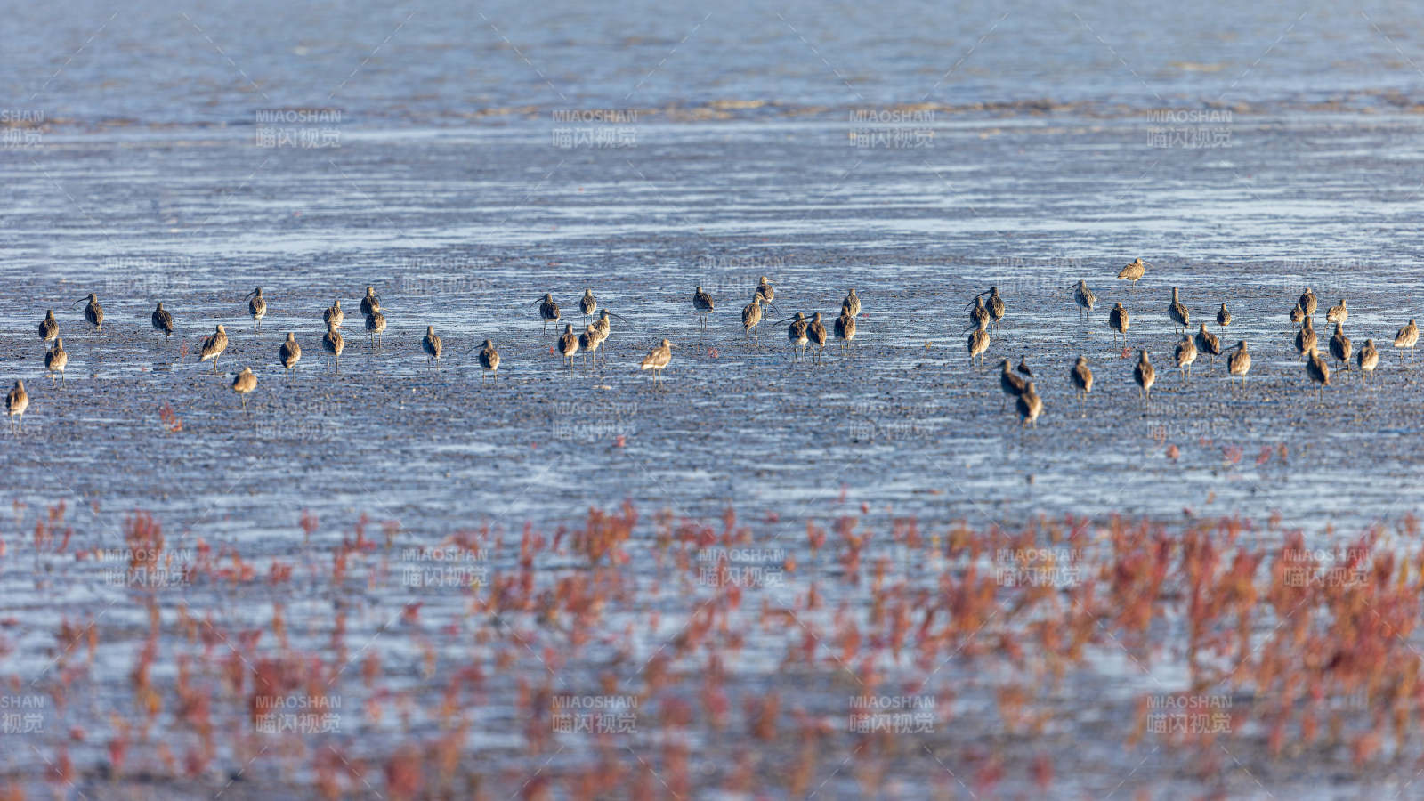 湿地候鸟群聚图景图片