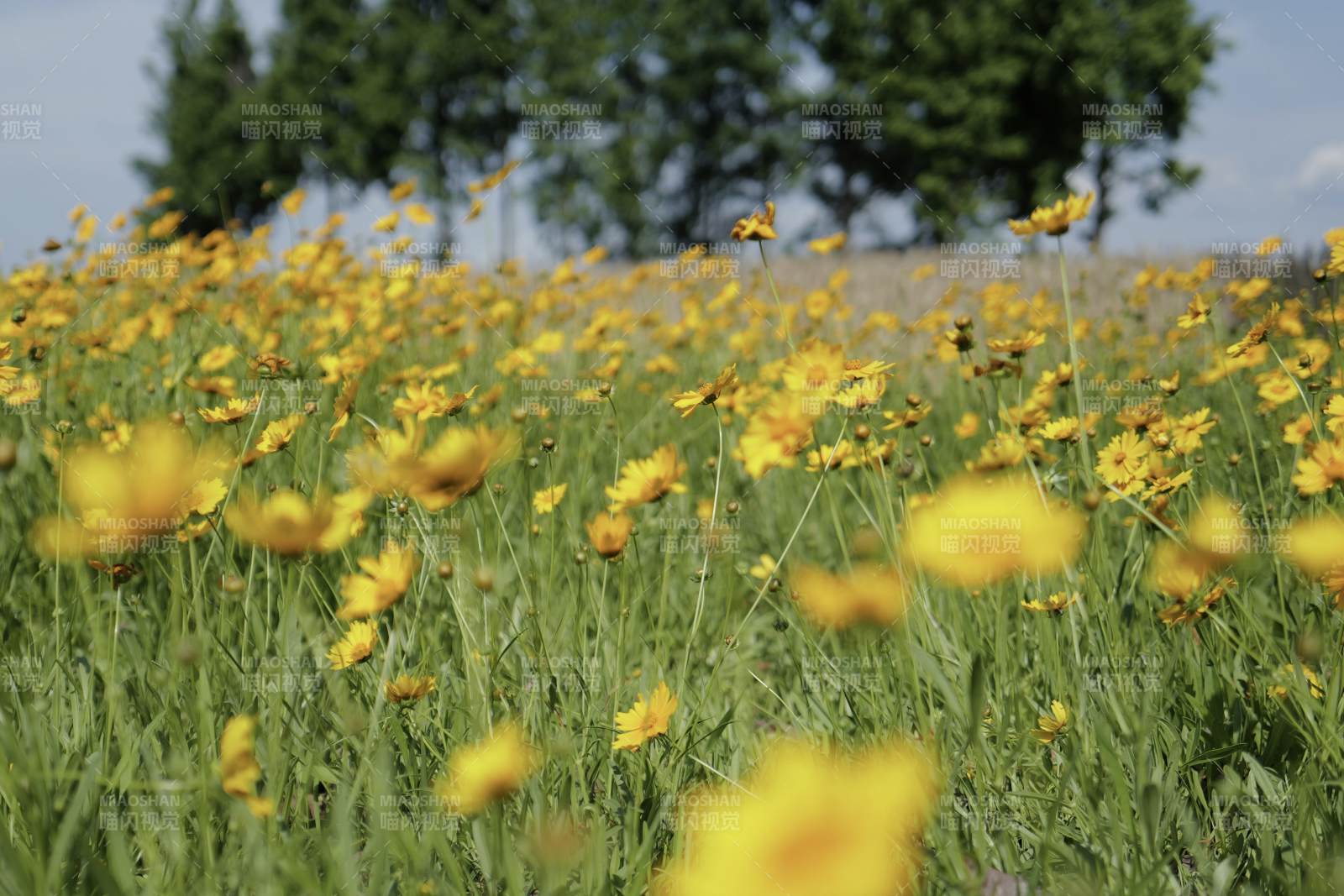 金黄野花绽放田野间图片