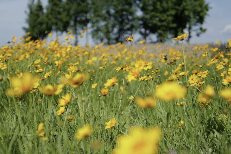 金黄野花绽放田野间图片