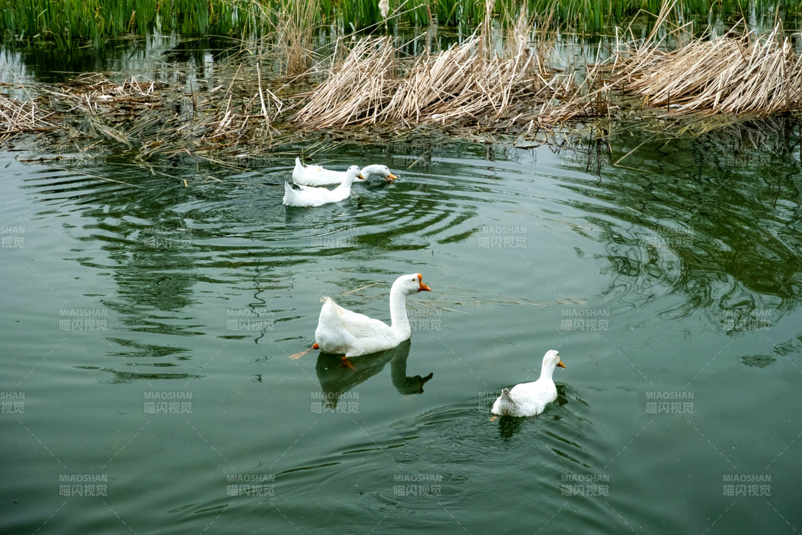 池塘中的三只白鹅图片
