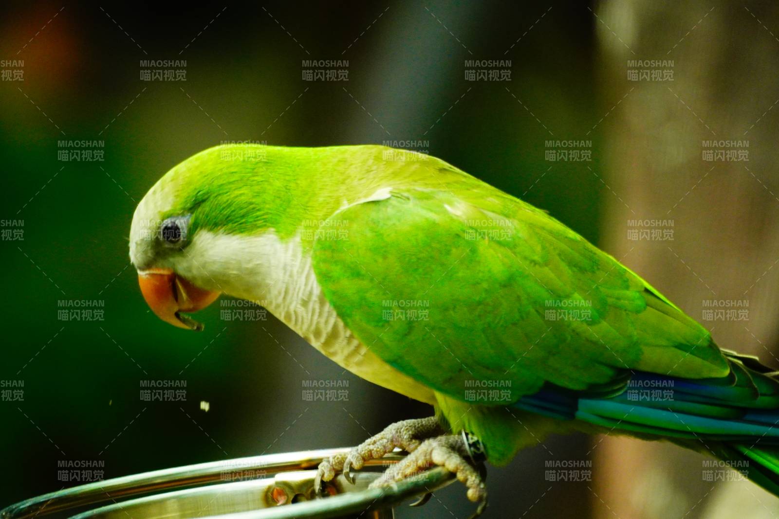 绿鹦鹉的宁静时光图片