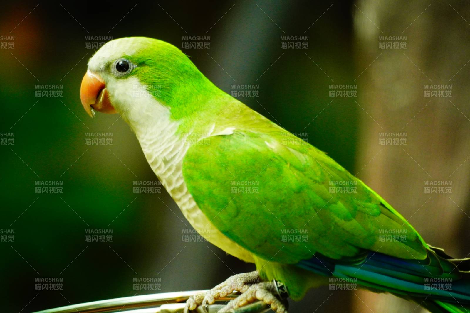 绿鹦鹉的宁静时光图片