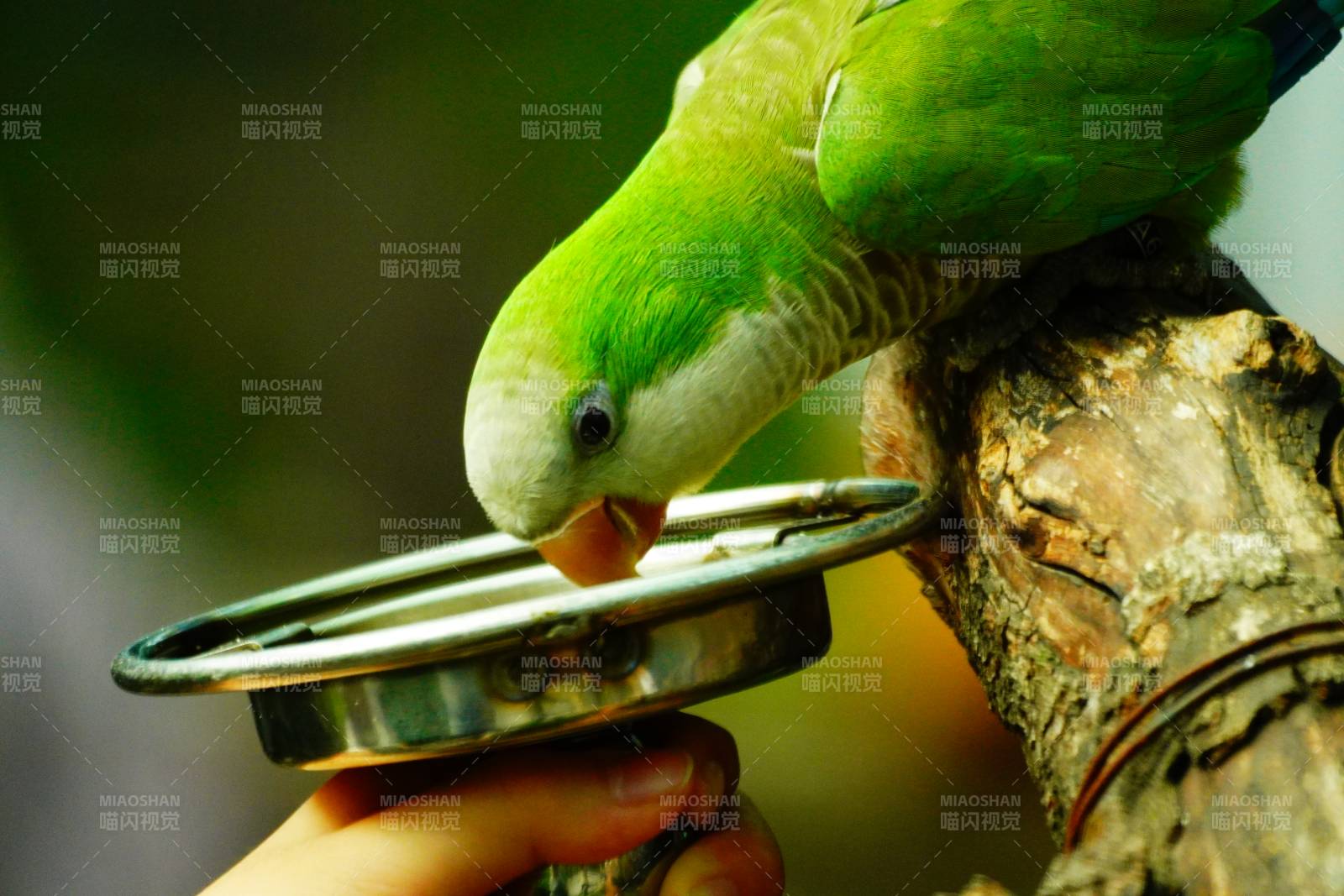 绿鹦鹉啄食金属盘图片