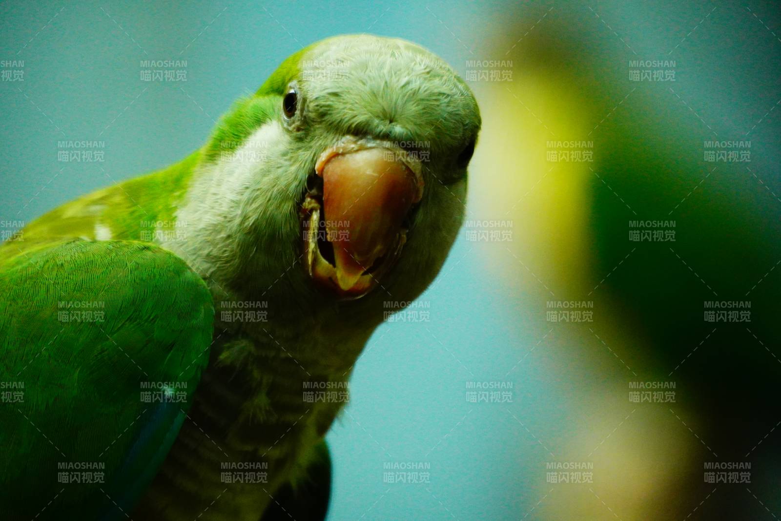绿鹦鹉的特写镜头图片