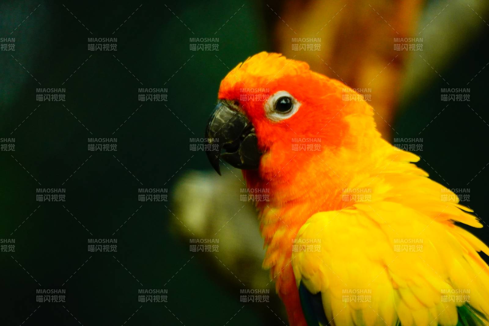 阳光下的黄色鹦鹉图片