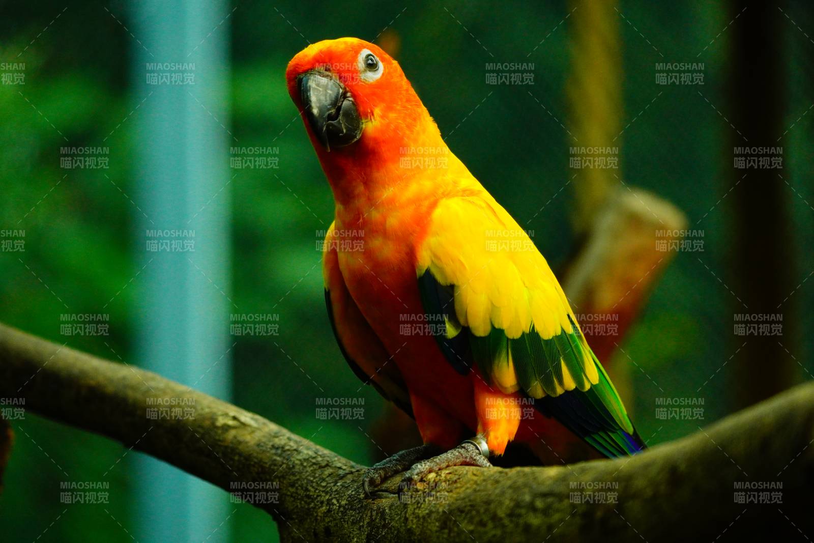 阳光下的彩色鹦鹉图片