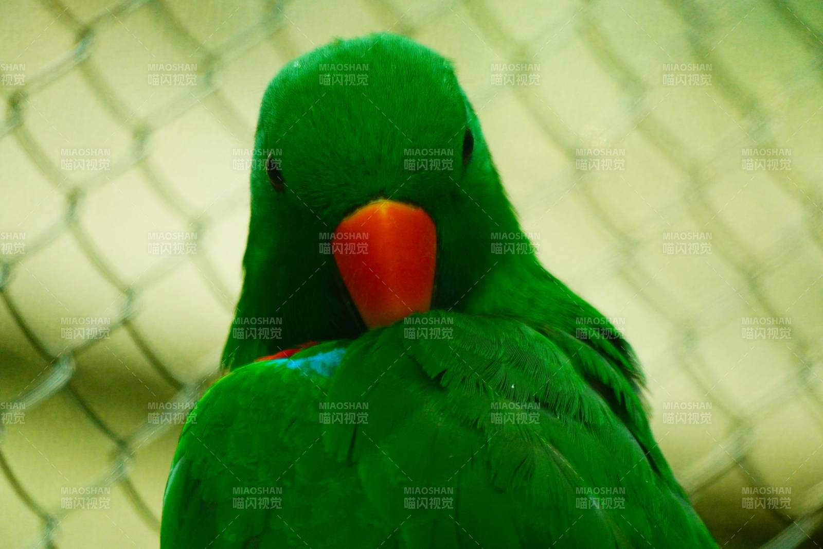 绿色鹦鹉的特写镜头图片