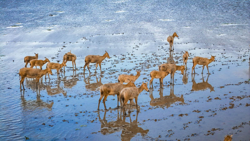 鹿群在浅水中觅食图片