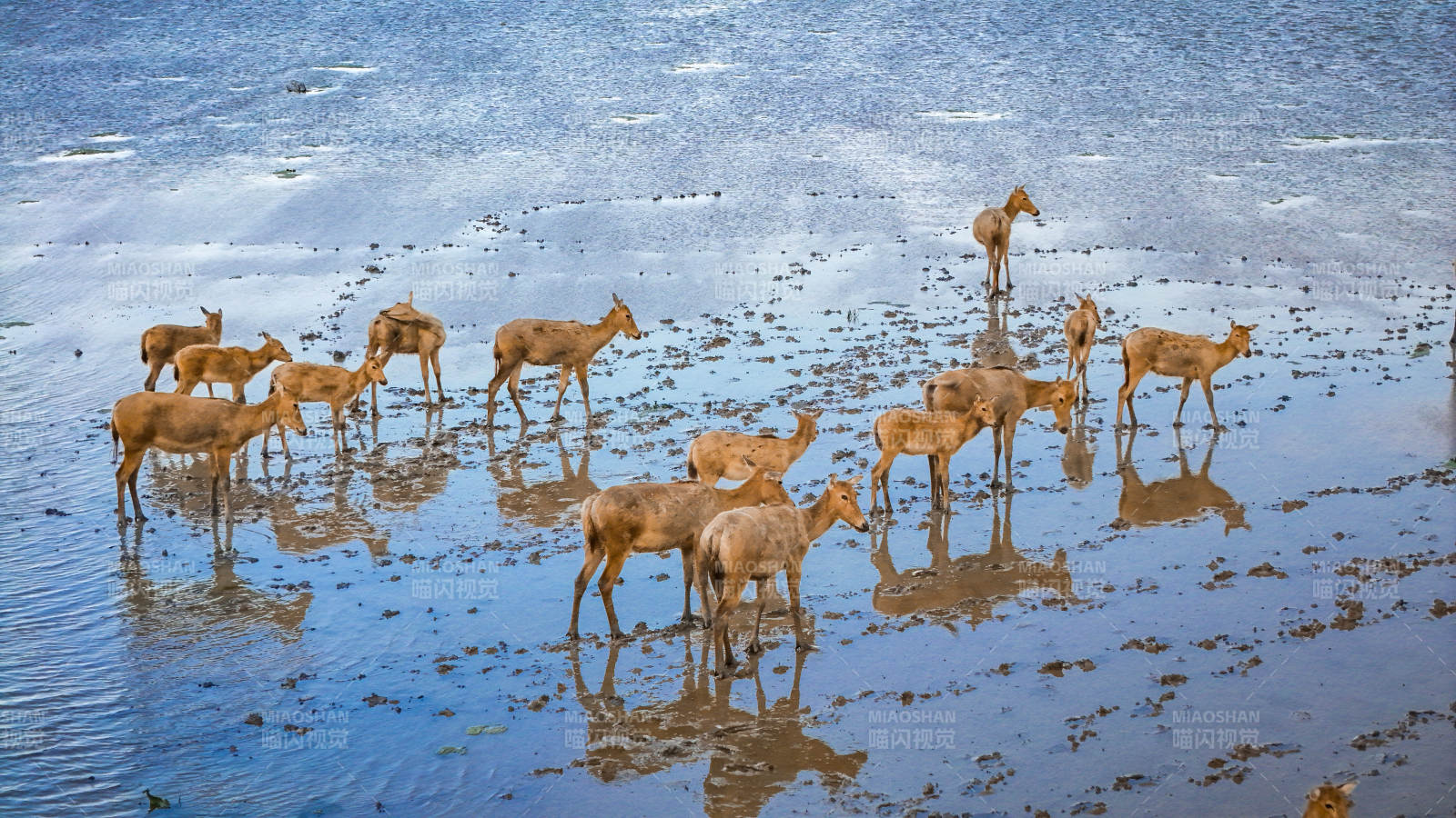 鹿群在浅水中觅食图片