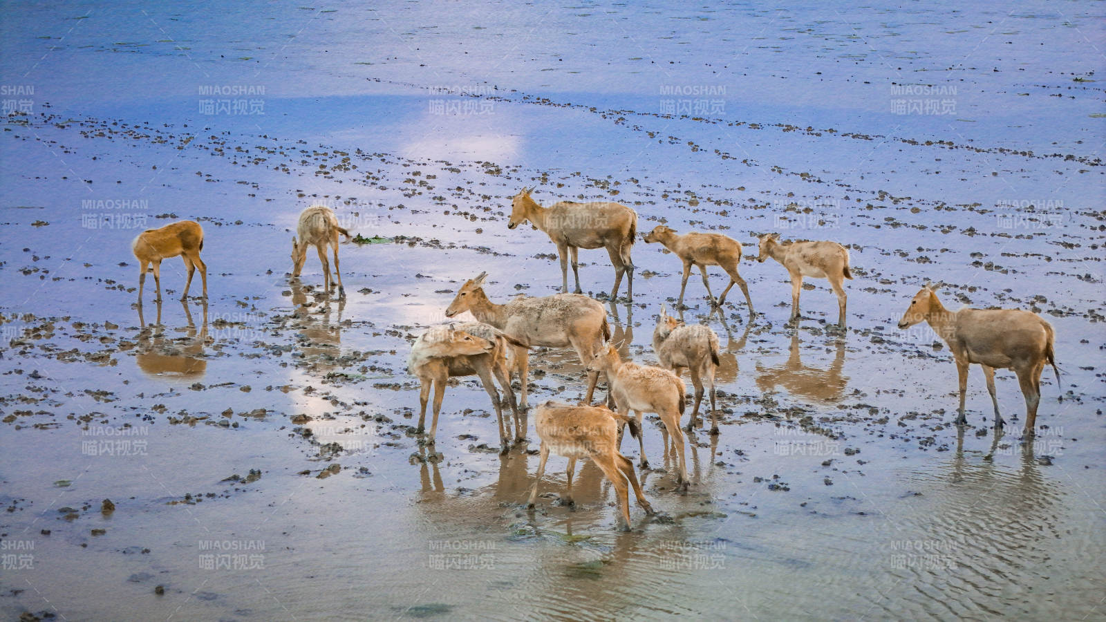 水边鹿群悠然觅食图片
