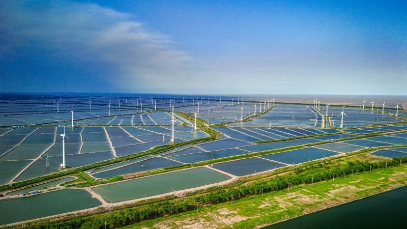 盐城黄海森林风车图片